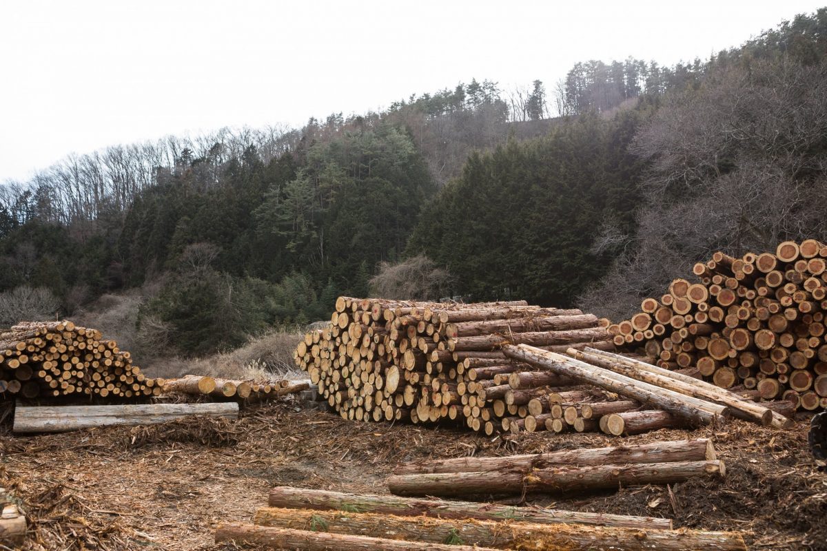 国内排出権取引「J-VER」とは？：4.森と地球温暖化：森学ベーシック